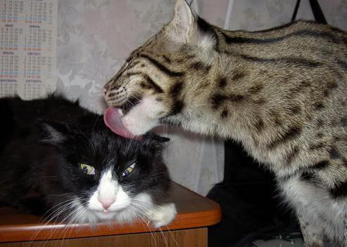 中国足球球员个人战术理解能力评级,足球球员技术排名