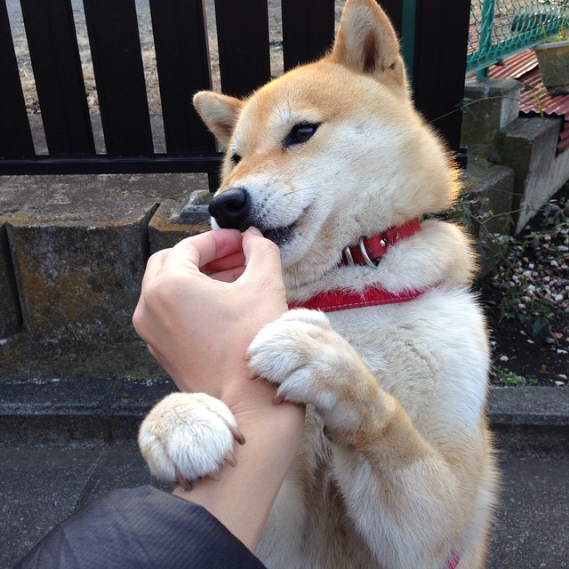 全国青少年足球迷你赛在西安热情开战,未来星起航,2020西安市青少年校园足球联赛