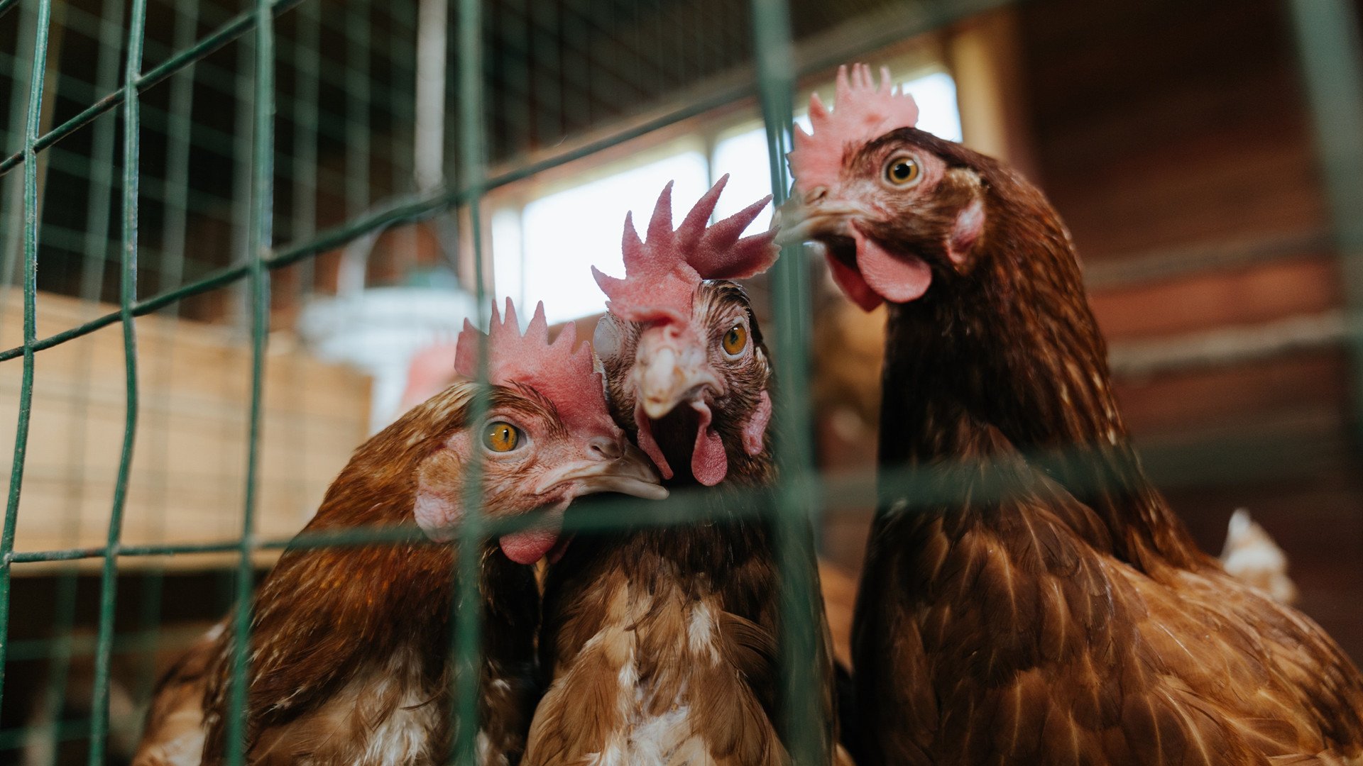 华体会-意甲球队基于情绪韧性评分筛选关键战术执行者