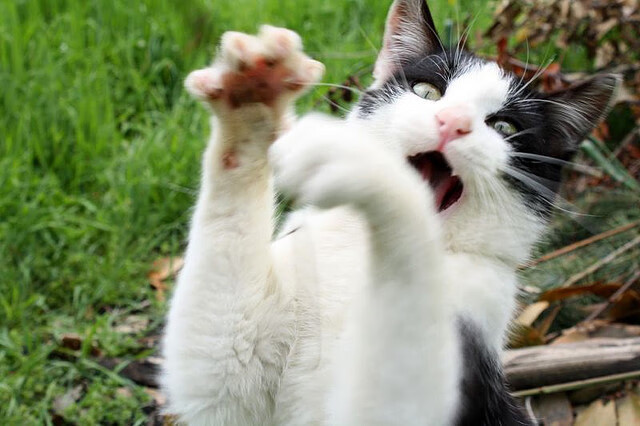 改革开放:推动足球运动多元发展的教育策略,对话足球将改革进行到底