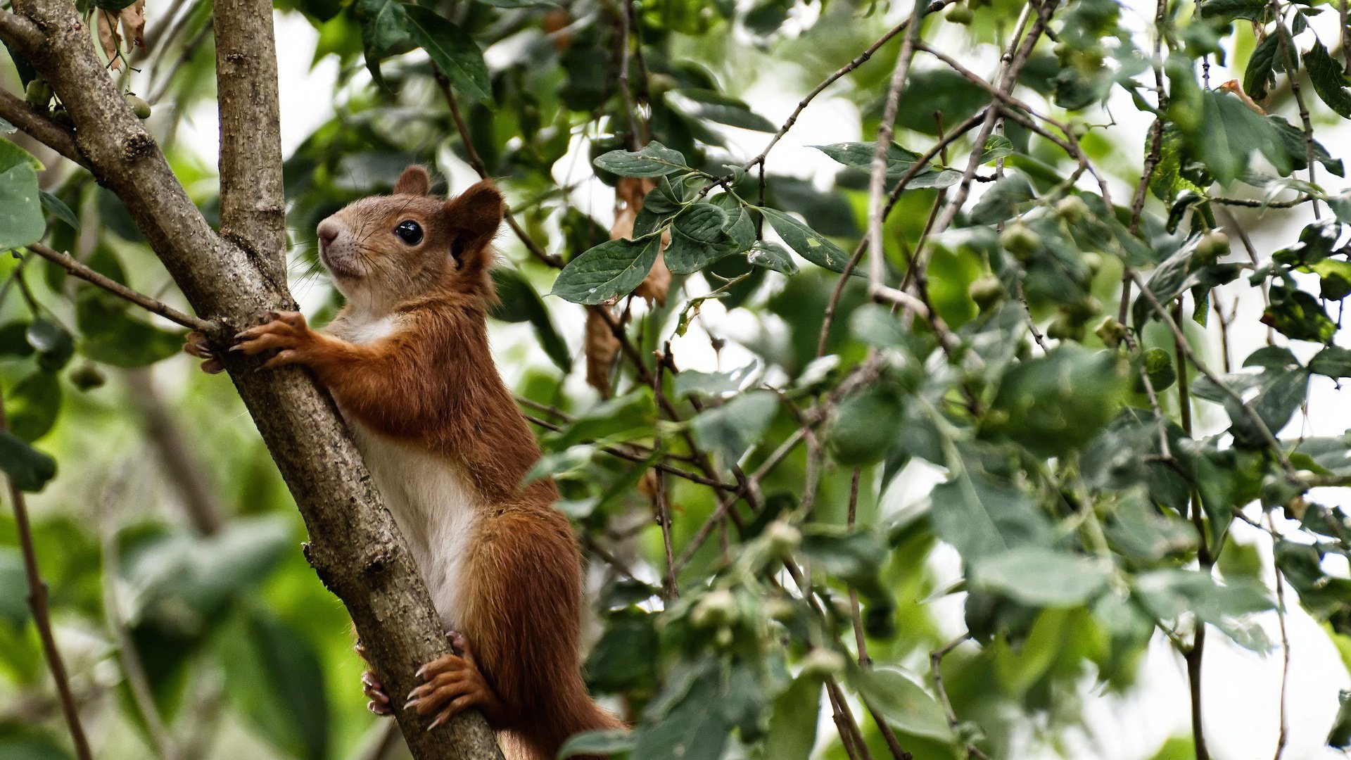 智能健身设备用户体验优化路径分析,健身智能系统