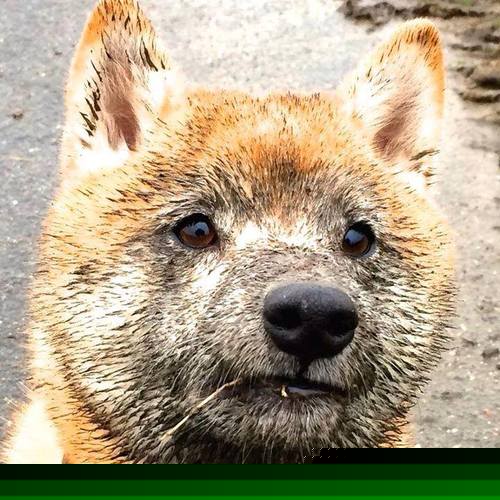 华体会手机在线-英超赛季中期体能衰减趋势与恢复干预效果评估，英超身体素质