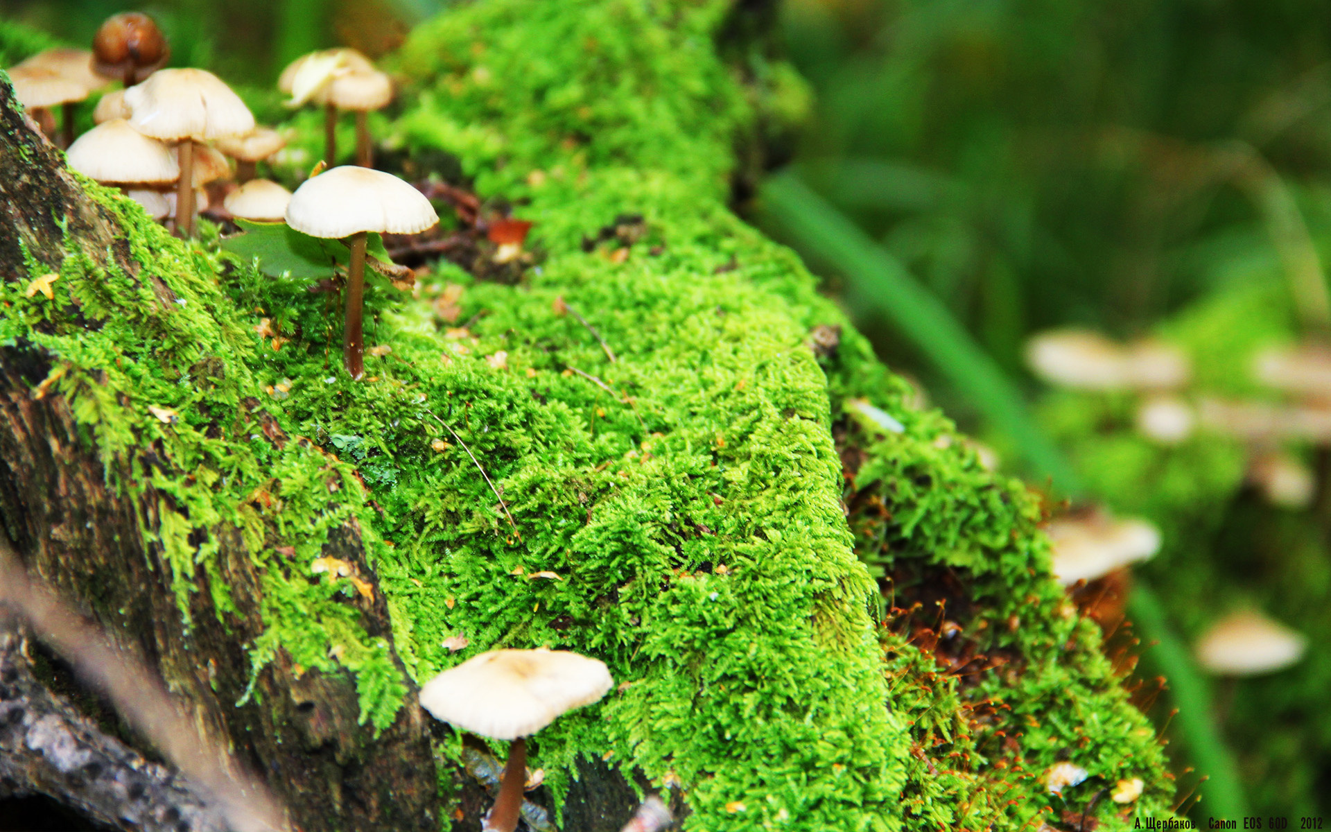 LCK赛区运营机制引发业内讨论中韩差距在哪里,lck赛区kz