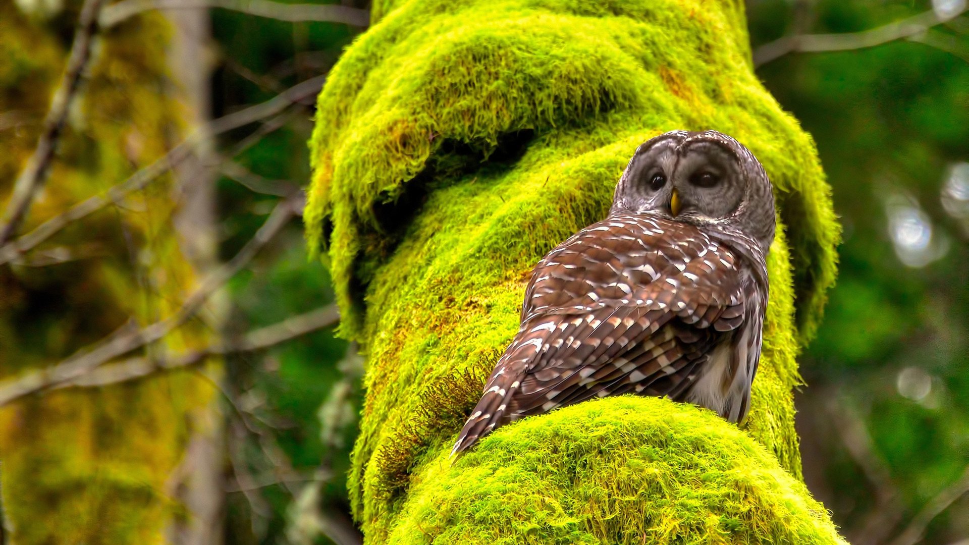 俱乐部技术总监职能未完全发挥,俱乐部总经理是干嘛的