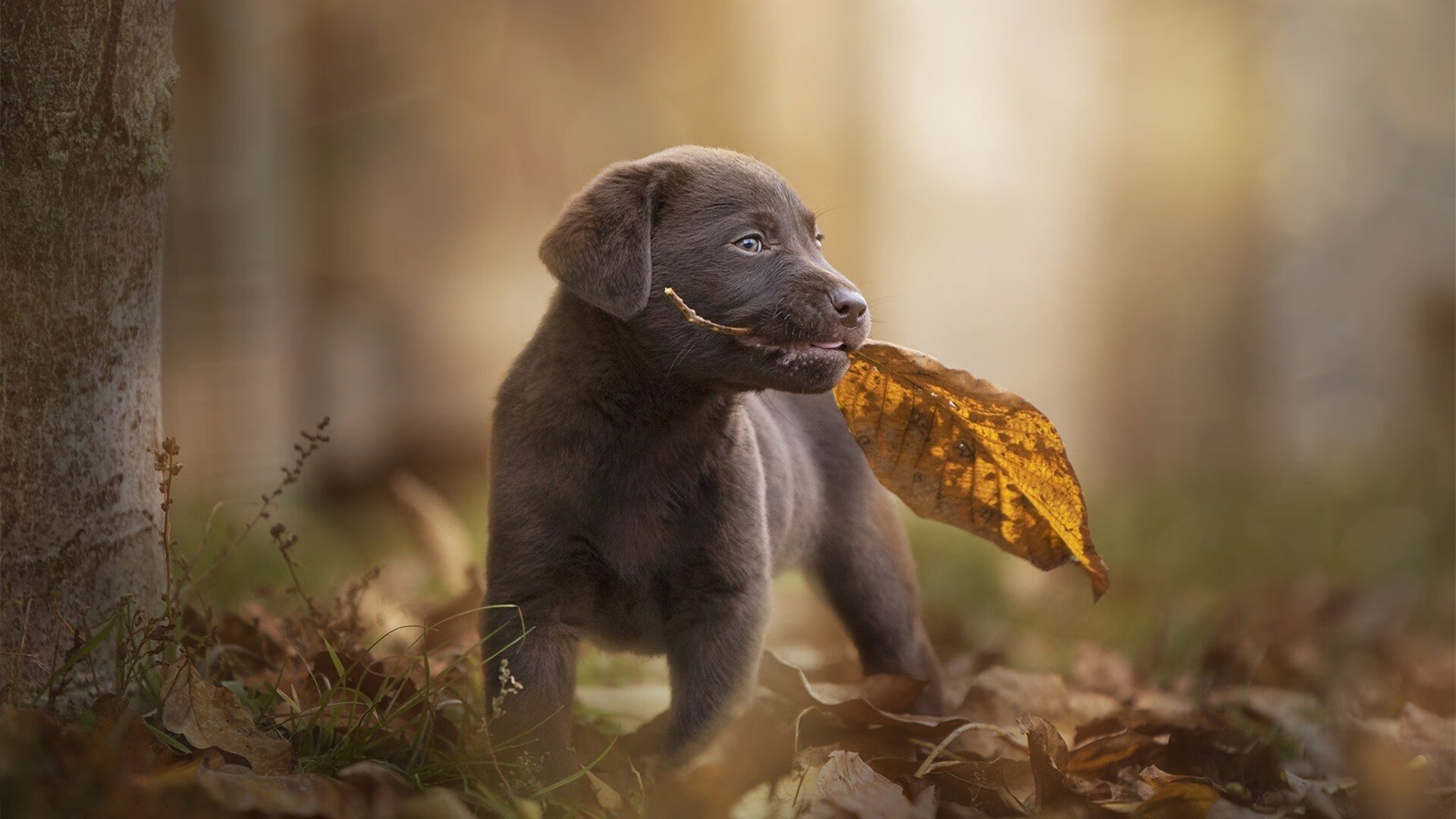 “华金·托比利亚的战术执行力与领导气质,推动阿根廷美洲狮队继续成长”