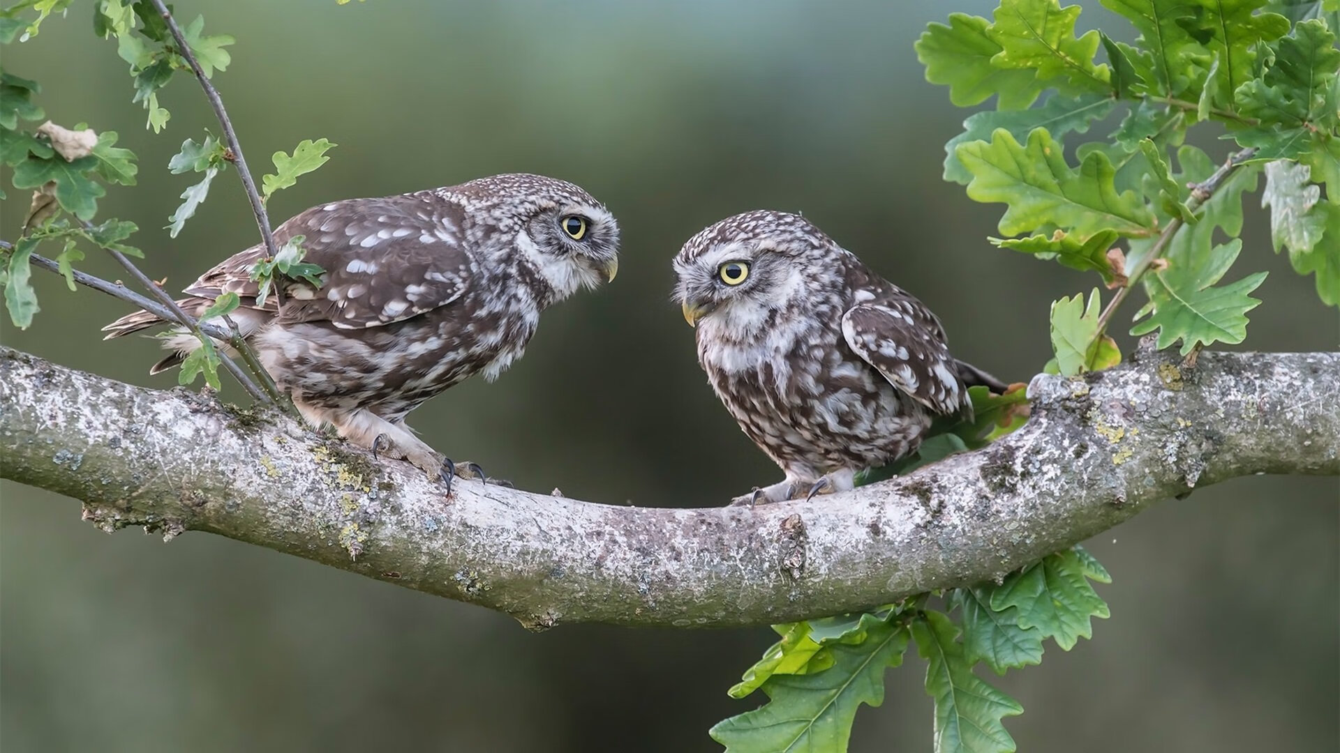 中国足球运动员转会市场活跃度提升,足球运动员转会身价排行榜
