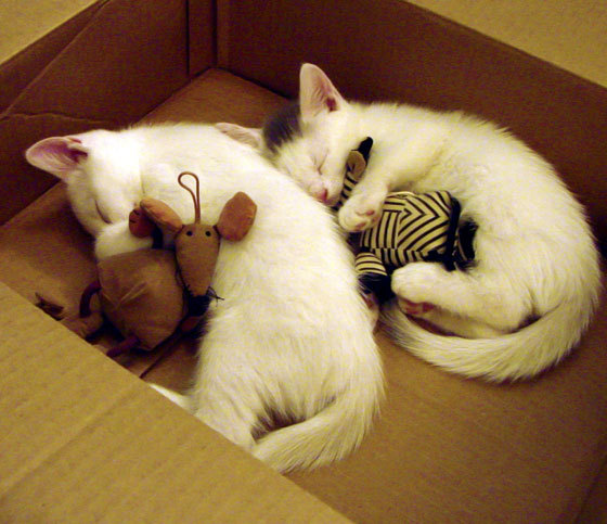 凯莉·麦基翁为未来赛事蓄力，凯莉·麦吉利斯现照