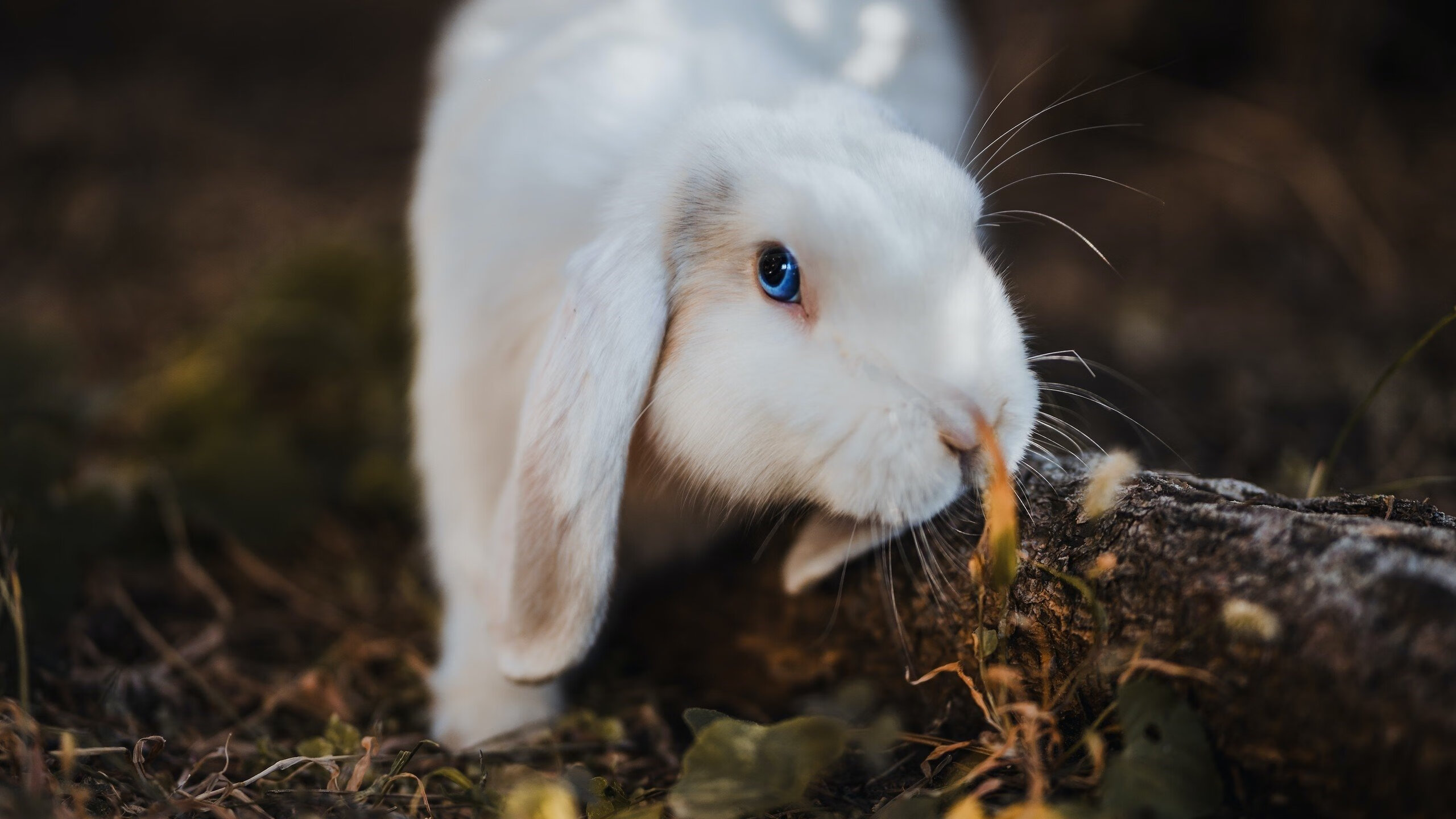 职业联赛恢复稳定运营吸引更多企业重新投资，什么叫职业联赛
