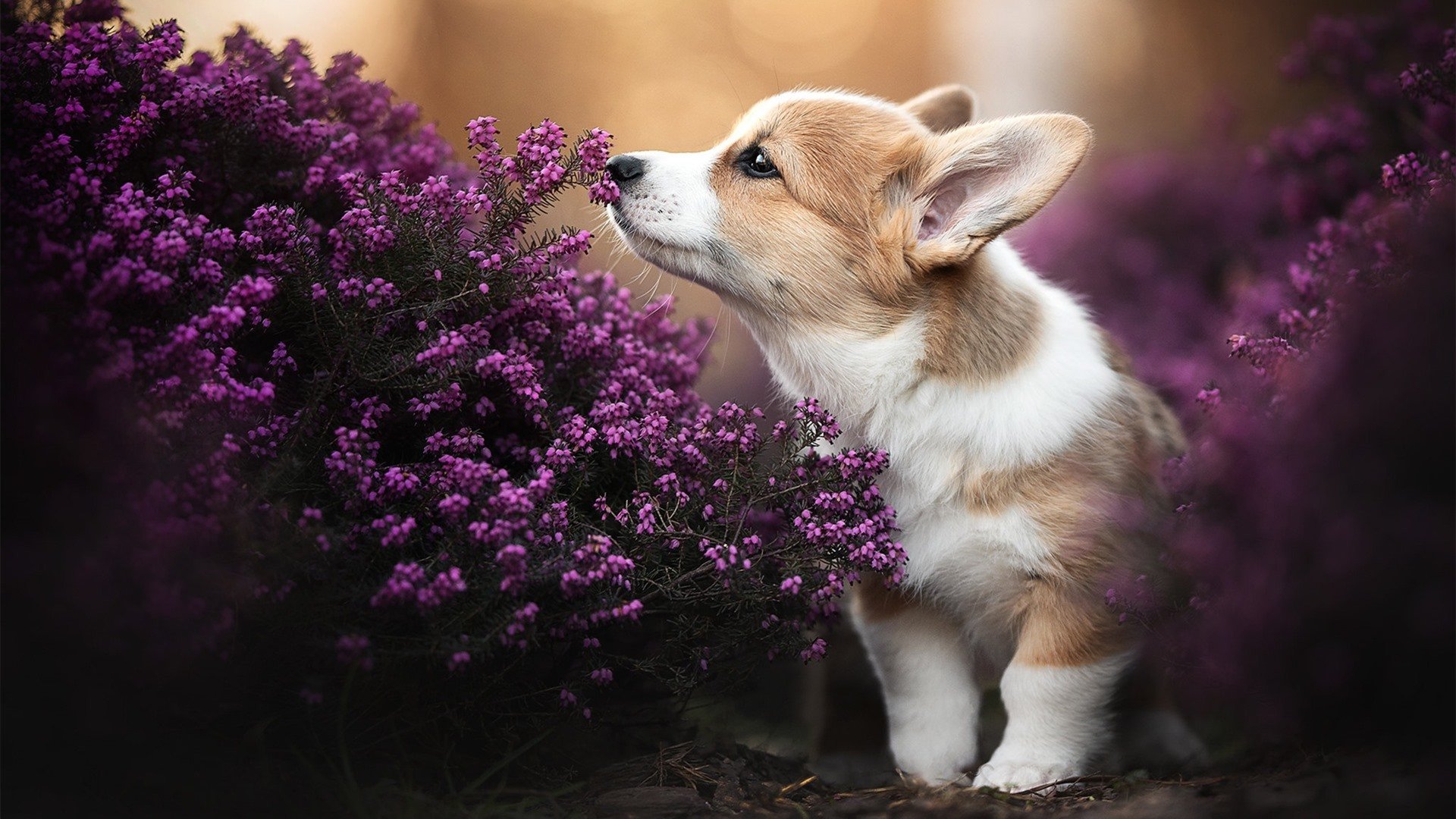 华体会app下载-跳水表现出色中立代表队A获高分，跳水队伍