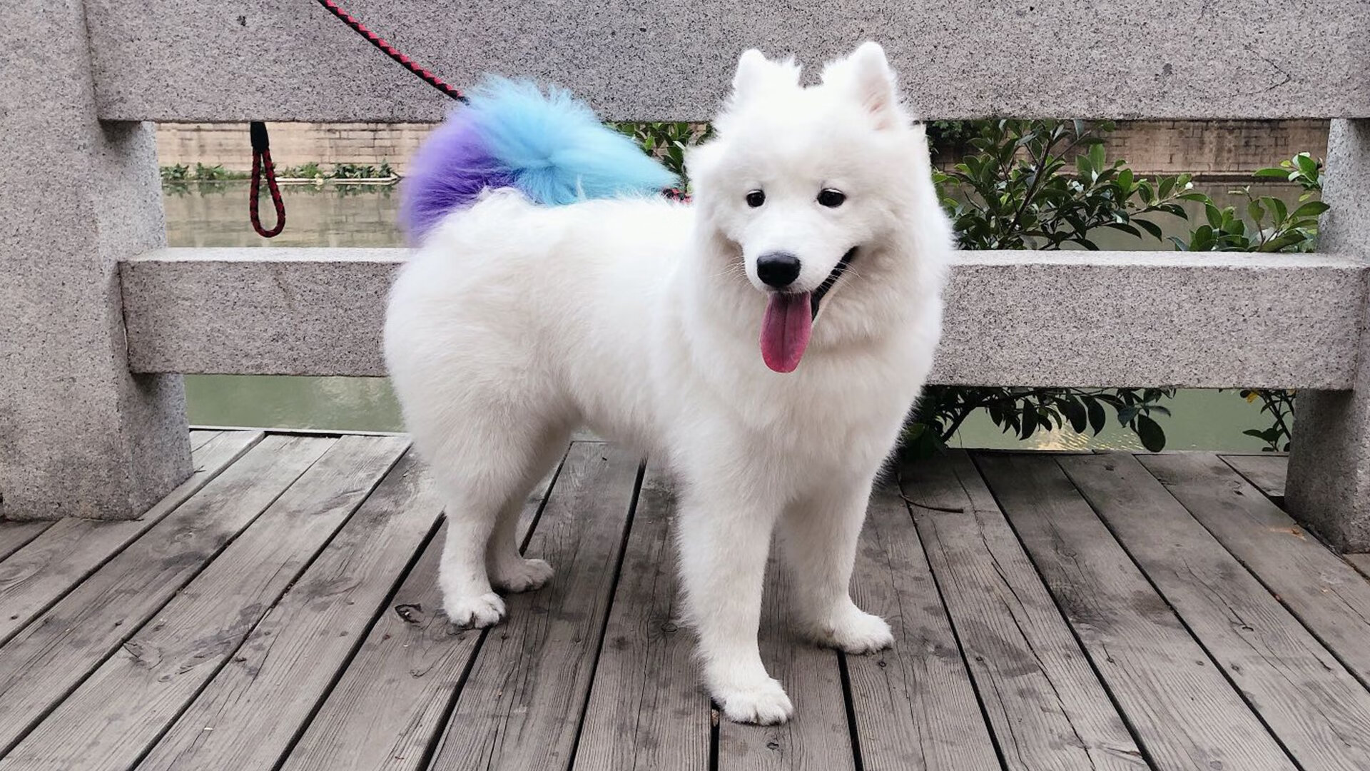 跳水表现出色中立代表队A获高分,跳水队伍