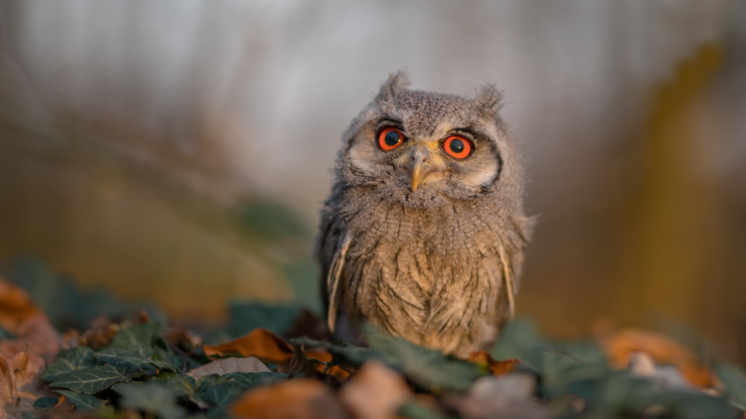 Nakamura 防守表现赢得队友尊重