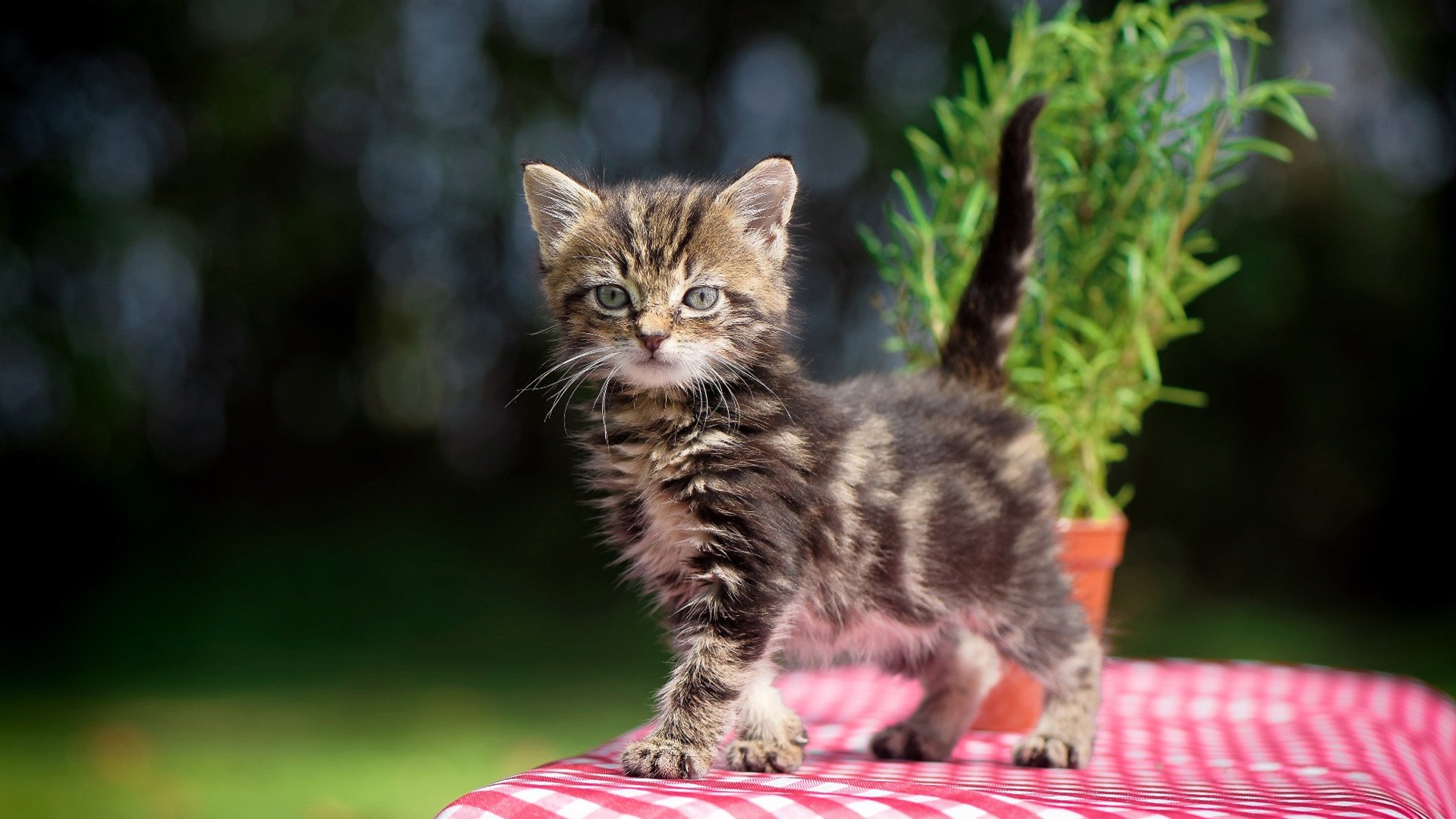 中国篮球如何借助短视频平台提升赛事热度,篮球视频哪里最多