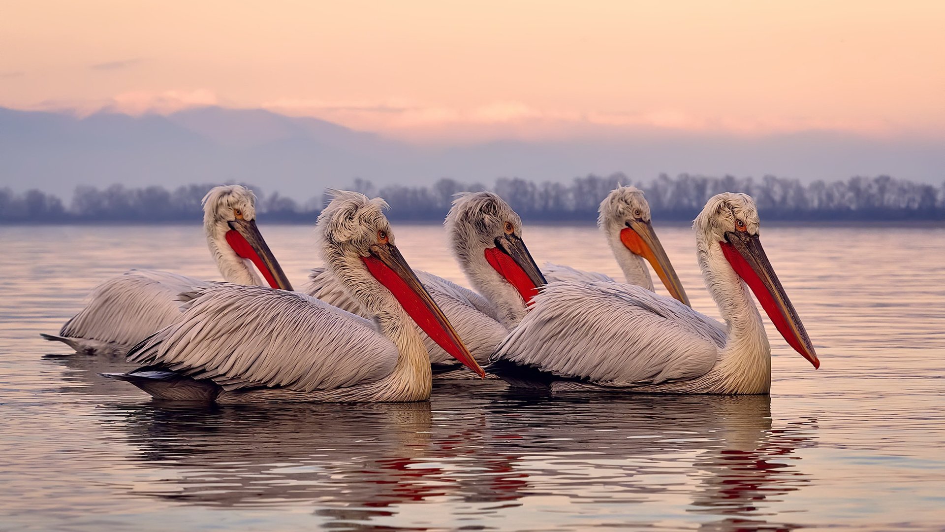 中国篮球是否推动不同战术体系的青训分支发展,中国男篮青训体系