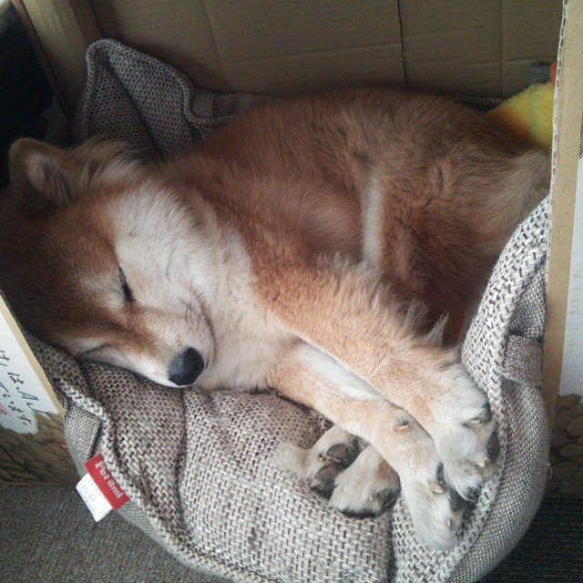 五大联赛战术多变性助力观赏性提升,五大联赛观赏性排名