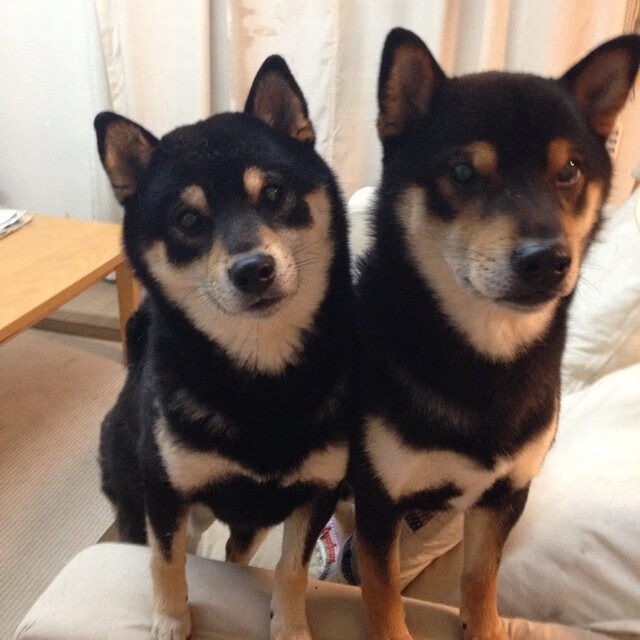 华体会官方网站-冲刺清华丘成桐计划！2026年招生信息抢先看，清华丘成桐数学夏令营怎么样